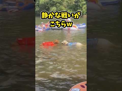 仕事で疲れた皆に贈る笑いと癒しのゴールデン5選ww　#ゴールデンレトリバー #笑える #癒し #ゴールデンレトリバーの… サムネイル