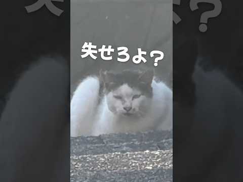 マダムなネコ様と柴犬こむぎ