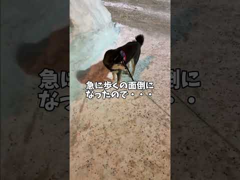 歩くの面倒になった黒柴は… サムネイル