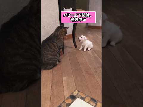 仕事で疲れた皆に贈る笑いと癒しのジャックラッセルパピー5選ww　#ジャックラッセルテリア #子犬 #笑える #癒し #… サムネイル