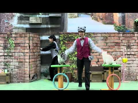 ビア〜！エール！なかなか見れない猫によるショー ザ・キャッツ　那須どうぶつ王国にて　2025年1月12日 サムネイル