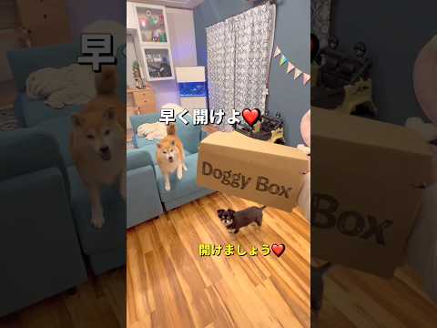ポンチビの楽しみ🐶❤️柴犬 チワワ shorts