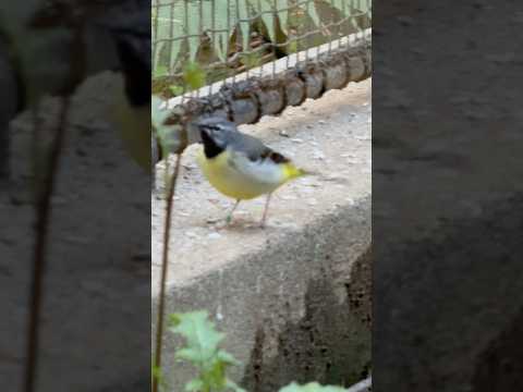 shorts セキレイ　のんほいパークにて　2026年4月3日 サムネイル