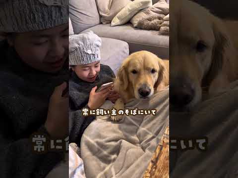 ゴールデンレトリバー飼う気がない人は見ないで ゴールデンレトリバー 大型犬のいる生活 大型犬 大型犬と子供 サムネイル
