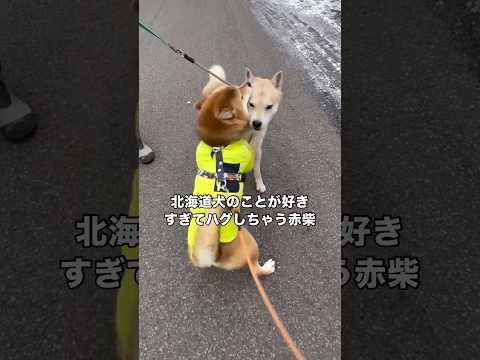 久しぶりに北海道犬に再会しあまりにも嬉しすぎてハグが止まらない柴犬 北海道犬 柴犬 日本犬 shorts サムネイル