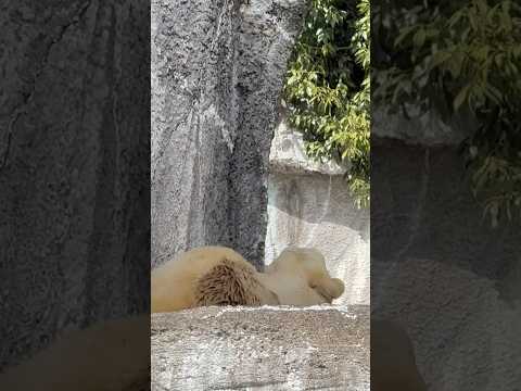 shorts 9:45頃のバフィンさん　   ホッキョクグマ　浜松市動物園にて　2026年3月15日 サムネイル