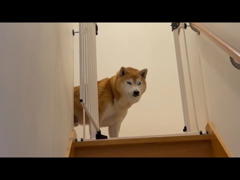 柴犬福 兄に呼ばれないと来ないあげくゲップもしちゃう柴犬🤣Brother and Shiba Inu🤣 サムネイル