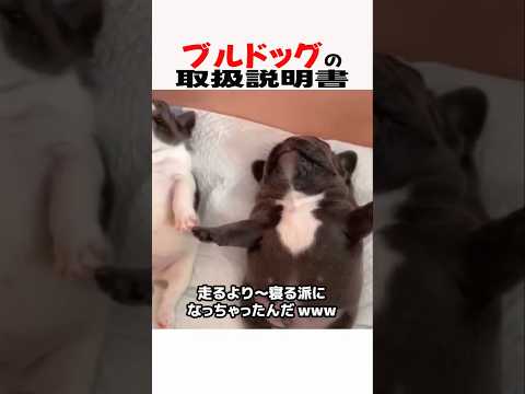 ブルドッグの取扱説明書　ブルドッグ ブルドッグのいる生活 犬のいる暮らし 犬好きさんと繋がりたい 元気お届け サムネイル