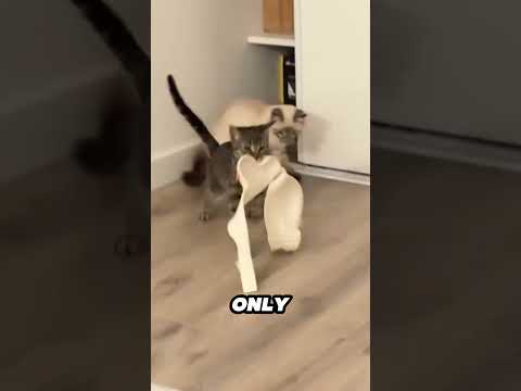 She finally catches who's stealing her bras 😂 サムネイル