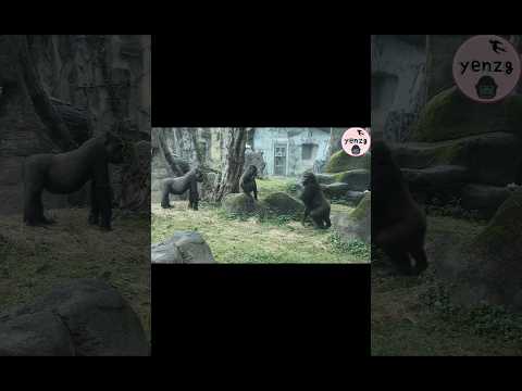 mom gorillas beat chest at each other gorillatag taipeizoo… サムネイル