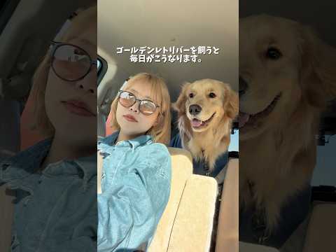 ｢これ投げて｣と｢引っ張って｣の無限ループです🤦‍♀️ゴールデンレトリバー goldenretriever 犬と2人暮… サムネイル