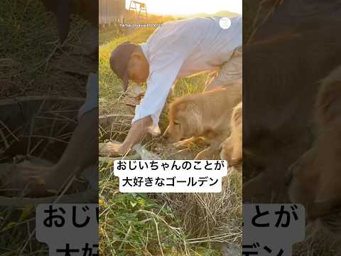 【癒し】おじいちゃんのことが大好きなゴールデン　　ゴールデンレトリバー 大型犬　犬　かわいい犬 犬のいる暮らし サムネイル