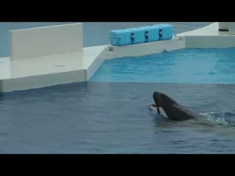 トレーナーさんとシャチ親子❣️  須磨シーワールド　00014 サムネイル