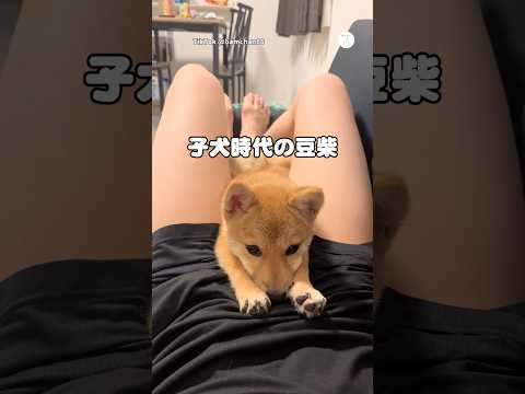 子犬時代から可愛かった豆柴🐶　　　豆柴　柴犬　犬　かわいい犬 かわいい 子犬 サムネイル