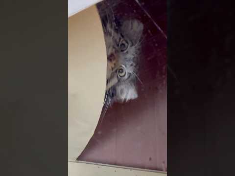 short 上から覗く❣️オトちゃん　マヌルネコ　埼玉県こども動物自然公園　2026年3月6日