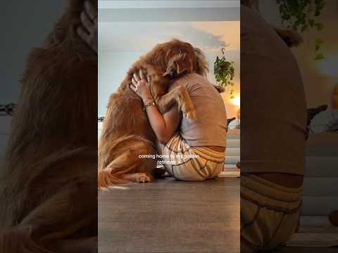 coming home to my golden retriever ♥️ goldendog dog puppy g… サムネイル