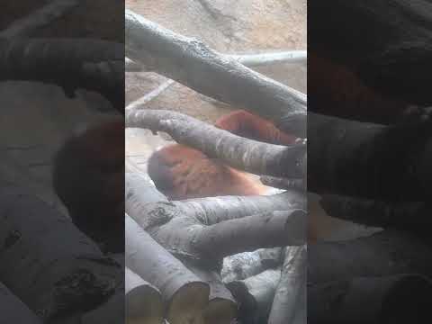 shorts モグモグ  モナカちゃんとグミさん親子　レッサーパンダ　那須どうぶつ王国にて　2026年2月27日 サムネイル