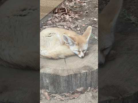 shorts フェネックさん お庭は穴だらけ🤭　埼玉県こども動物自然公園にて　2026年3月6日 サムネイル