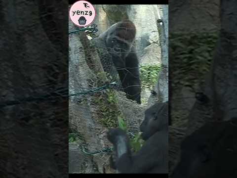 D'jeeco ： Where did she get the lettuce? gorilla gorillatag… サムネイル