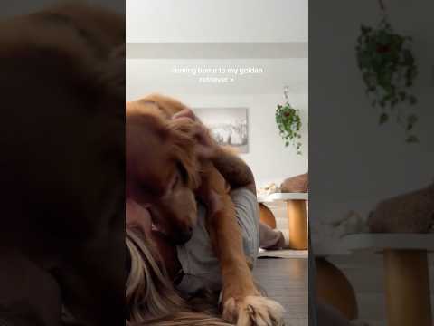 coming home to my golden retriever ♥️ goldendog dog puppy g… サムネイル