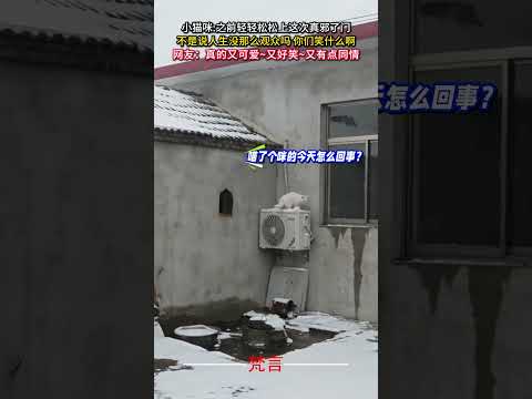 小貓咪：之前輕輕鬆鬆上這次真邪了門 貓 意外 有趣 搞笑 cat amazing funny laugh shorts サムネイル