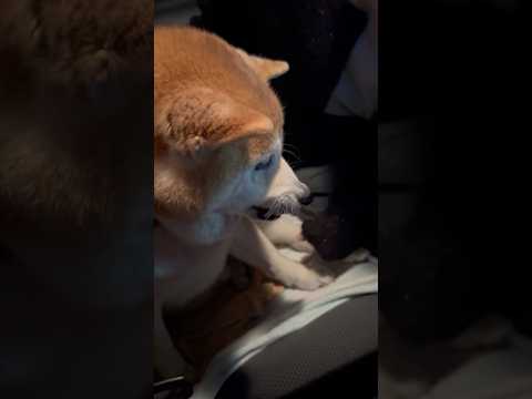 柴犬福 前回の別れは葵先輩だったのに今回はこわすぎ侍の柴犬🤣Sis and Shiba🤣姉と柴 shorts 柴犬 j… サムネイル