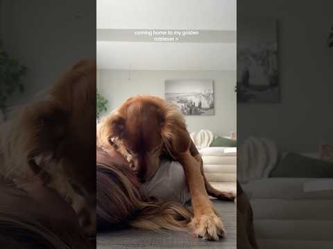 coming home to my golden retriever🥵goldenretreivers dog pup… サムネイル