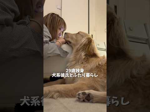 甘えん坊ゴールデンと過ごす2回目の夏☀️🐾goldenretriever ゴールデンレトリバー犬とふたり暮らし