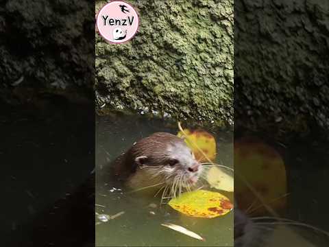可愛的歐亞水獺😆 taipeizoo 台北市立動物園 cute animals  lutralutra