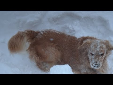 ミントの大冒険 がライブ配信中！ サムネイル