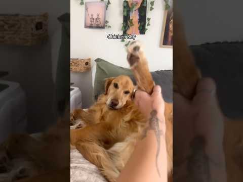 coming home to my golden retriever❤️india retreiver dog pup… サムネイル