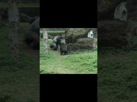Ringo和爸爸D'jeeco玩躲貓貓 gorilla gorillatag taipeizoo 台北市立動物園 金剛… サムネイル