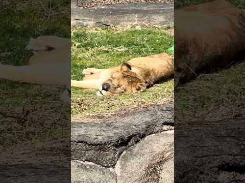 shorts ぽかぽかで眠るライオン🦁さん　浜松市動物園　2026年2月14日　IMG 8473 サムネイル