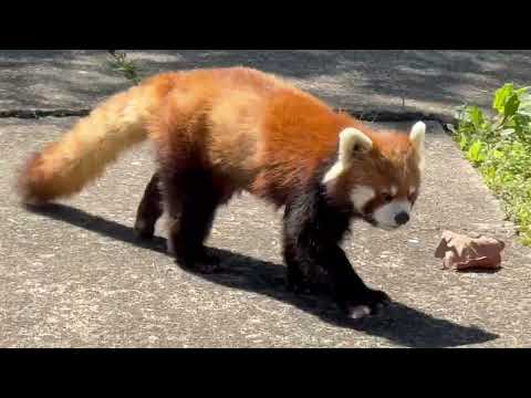 さぁ〜ワタシのリンゴの準備は出来たかしらと円実ちゃん🤭　レッサーパンダ　大森山動物園にて　2026年4月29日 サムネイル