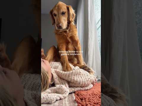 coming home to my golden retriever🥵goldenretreivers dog pup… サムネイル