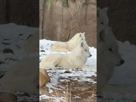 shorts シンラさん真白ちゃん親子　  ホッキョクオオカミ　那須どうぶつ王国にて　2026年1月9日 サムネイル