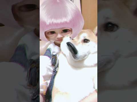 柴犬福 6年前の姉と柴犬の自撮り(ガヤおばあちさん)🤣Sis and Shiba🤣姉と柴 japanesedog sh… サムネイル