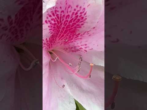 shorts ツツジ　千葉市動物公園にて　2026年4月18日 サムネイル