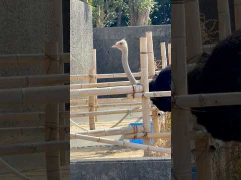 shorts ダチョウのブラッキーくん　浜松市動物園　2026年2月15日 サムネイル
