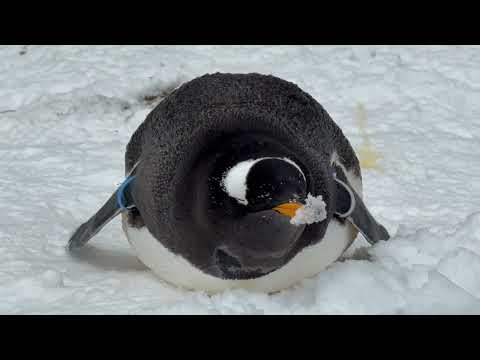 クチバシに🤭　ジェンツーペンギン　那須どうぶつ王国にて　2026年1月9日 サムネイル
