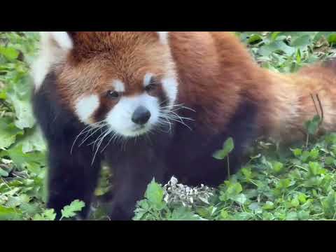 過去出し　エイタくん　レッサーパンダ　円山動物園