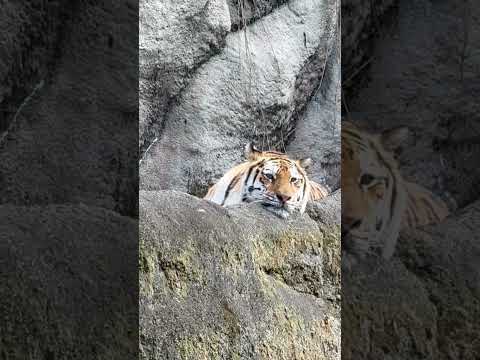 shorts ゆったりローラさん　アムールトラ　浜松市動物園にて　2026年2月15日 サムネイル