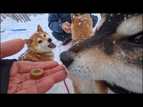 2026年2月19日(木) 栄養補給に勤(いそ)しむ揚げパンの皆さん サムネイル