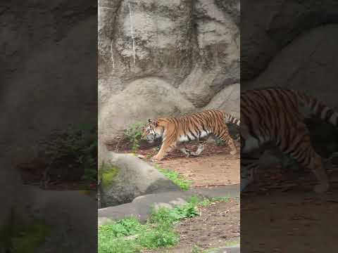 shorts 竹林とサーシャちゃん　アムールトラ　浜松市動物園 サムネイル