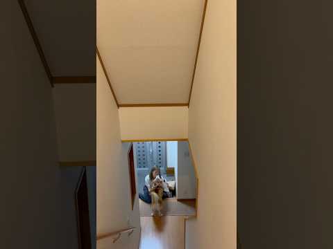 柴犬福 姉と柴犬のカオスな再会🤣Sis and Shiba🤣姉と柴 shorts 柴犬 shibainu japane… サムネイル