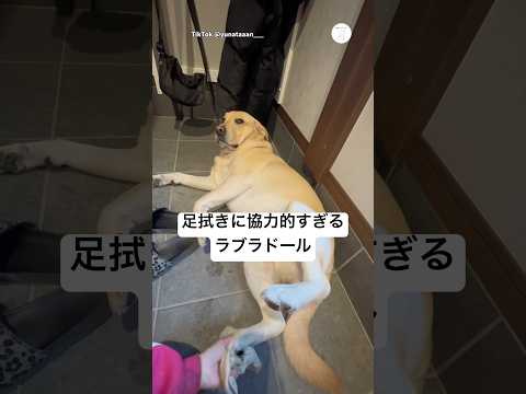 お腹汚れても足拭きに協力的すぎる犬　　ラブラドールレトリバー 大型犬　犬　かわいい犬 面白い サムネイル