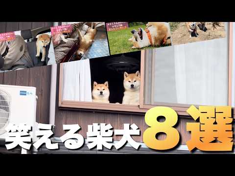 奇跡的に撮れた柴犬のコントのような可愛い仕草・行動特集 サムネイル