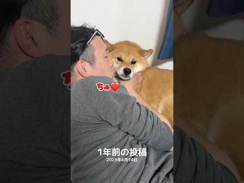 ちょうど1年前。相変わらずごんちゃんはごんちゃんだww 柴犬 shorts サムネイル