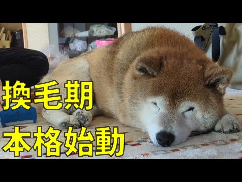 【1067】本格的に始まりました サムネイル