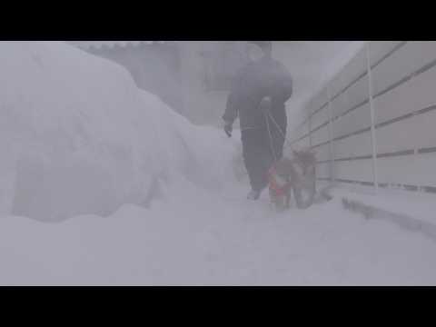 突然の猛吹雪で柴犬は意外な反応を見せました。。 サムネイル
